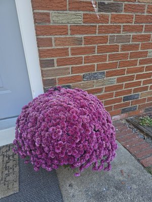 Terhune Orchards by null