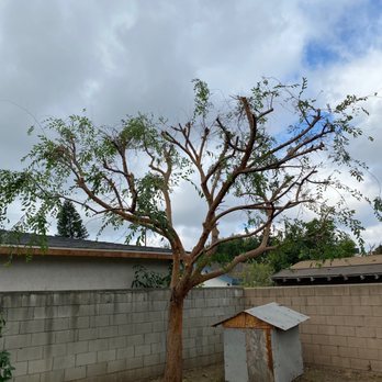 Mendoza's Tree Services - After - Tree Services Near Me - Hacienda Heights, California Mendoza's Tree Services - After - Tree Services Near Me - Hacienda Heights, California