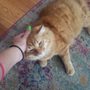 Portage Park Cat Sitter