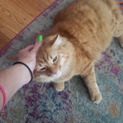 Portage Park Cat Sitter