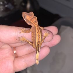 Scales 'N Tails - Colorado Springs - Rotting back feet from stuck shed (few days after getting him/her and after trying many saunas)