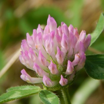 Skagit Wildlife Area - Clover. - Parks Near Me - Mount Vernon, Washington Skagit Wildlife Area - Clover. - Parks Near Me - Mount Vernon, Washington