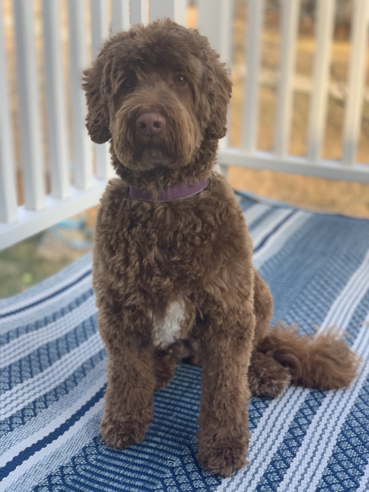 IT’S A DOG LIFE 11 Photos & 40 Reviews Pet Groomers 8250 W Coal