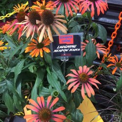 Pacific Plug & Liner - Multicolor echinacea