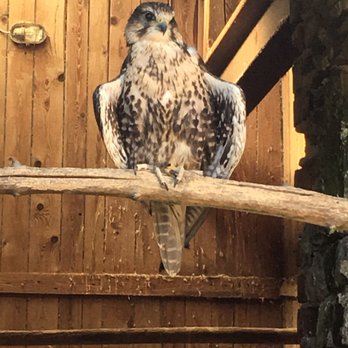 Falkenhof Großer - Various birds of prey at the falconry - Zoos Near Me - Schmitten, HE