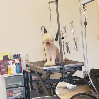 Bark Station - One happy dawg!! - Pet Groomers Near Me - Burlingame, California