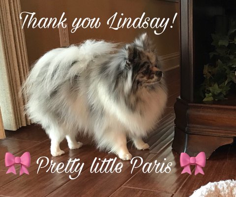 foxy roxy mobile dog grooming