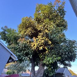Avocado tree before the trimming. Avocado tree before the trimming.