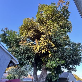 Affordable Tree Care - Avocado tree before the trimming. - Tree Services Near Me Affordable Tree Care - Avocado tree before the trimming. - Tree Services Near Me