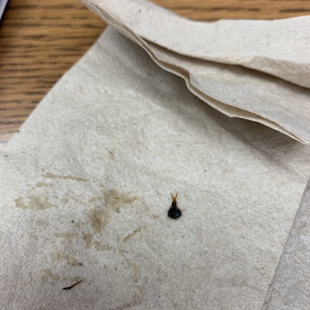 McDonald's - Bug head with antennas! - Fast Food Near Me - Wichita, Kansas McDonald's - Bug head with antennas! - Fast Food Near Me - Wichita, Kansas