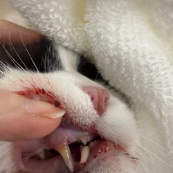 Granite Mountain Veterinary Hospital - Hidey's Broken Tooth