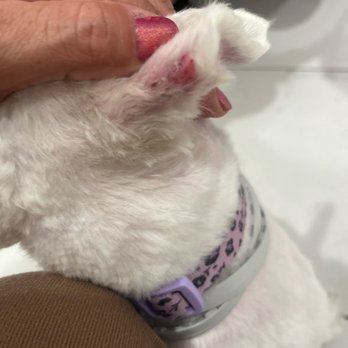 Pawfect Express Pet Spa - Cuts in ear - Pet Groomers Near Me - Montebello, California