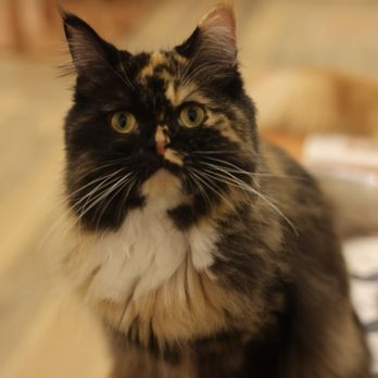 Cat Cafe Moff - Themed Cafes Near Me - Honolulu, Hawaii