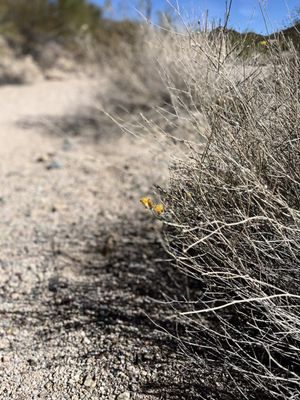 Tucson Mountain District by null