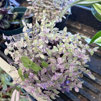 The Planted Parlour - I am obsessed with this one - Nurseries & Gardening Near Me - Grover Beach, California The Planted Parlour - I am obsessed with this one - Nurseries & Gardening Near Me - Grover Beach, California