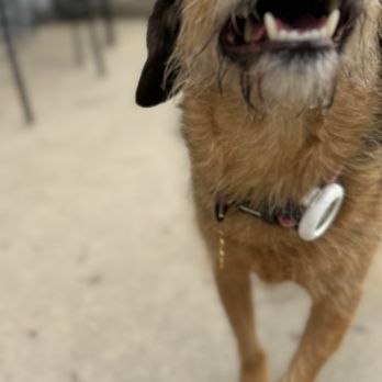Comfy Home - Pet Boarding Near Me Comfy Home - Pet Boarding Near Me