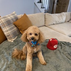 Joline Pet Spa Boutique Giftly Email, Text or Print, 222