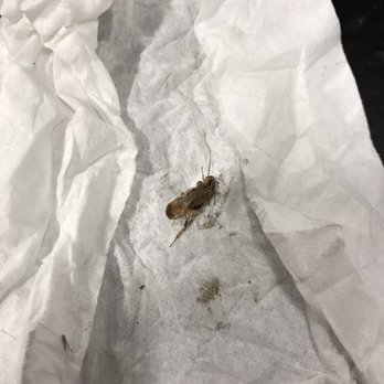 Public Storage - Do not waste your time & energy storing your property here, because it will be come vermin infested. See picture. - Self Storage Near Me - Cleveland, Ohio
