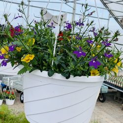 Schuren Nursery & Garden Center - Unique Hanging Basket mixes no one else makes.
