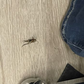 Kohl's - Dead cricket - Department Stores Near Me - AUSTIN, Texas Kohl's - Dead cricket - Department Stores Near Me - AUSTIN, Texas
