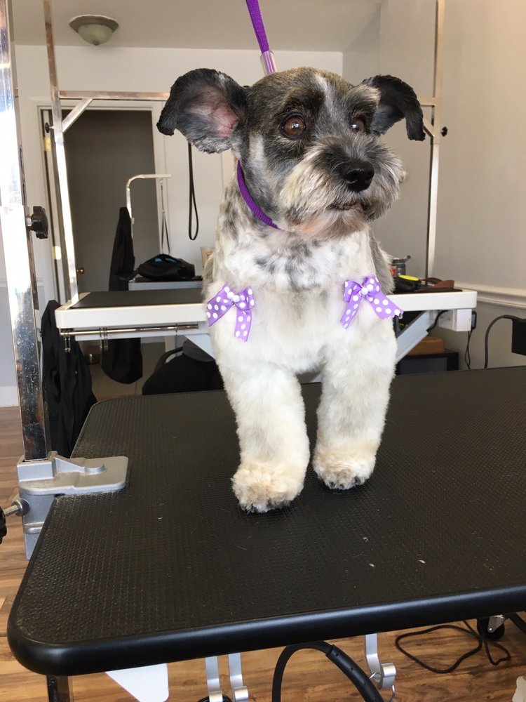 TLC GROOMING Updated May 2024 22 Photos Salt Lake City, Utah