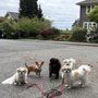 Photo of Haven's Hounds