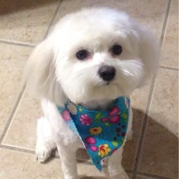 Austin Pet Stylist - Jade did such a great job! Had to get Macy shorter due to some matting and she looks amazing!! - Pet Groomers Near Me - Austin, Texas Austin Pet Stylist - Jade did such a great job! Had to get Macy shorter due to some matting and she looks amazing!! - Pet Groomers Near Me - Austin, Texas