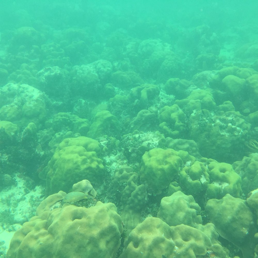 Allergic To Land Charters - Snorkeling Near Me - Islamorada, Florida