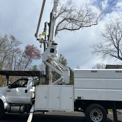 JV Strong Tree Service - tree removal in nj