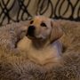 Photo of Japatul Labradors
