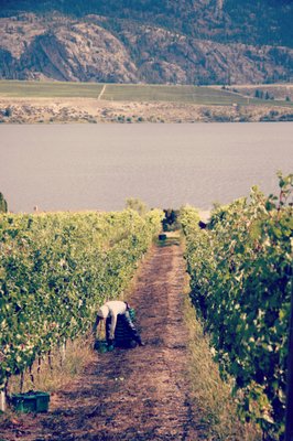 La Stella Winery by null