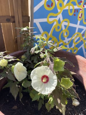 Lake Travis Biergarten by null