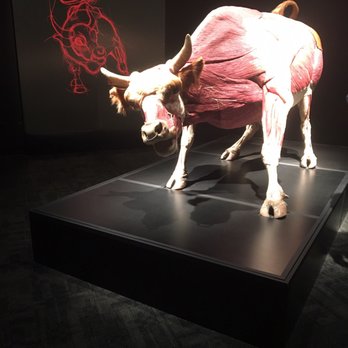 Telus World of Science - Body worlds bull - Museums Near Me - Edmonton, Alberta Telus World of Science - Body worlds bull - Museums Near Me - Edmonton, Alberta