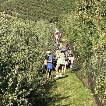 Carter Mountain Orchard - Overcrowded apple picking rows with few apples left on trees. - Pick Your Own Farms Near Me - Charlottesville, Virginia