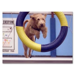 Canis Sapiens Dog Training - Agility classes run on Sunday nights.  We have beginning and advanced beginning/intermediate