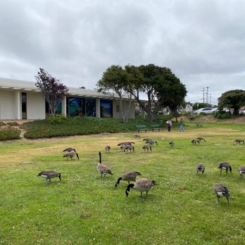 Monterey County Free Libraries-Seaside Branch - Lunch time for the geese!!! - Libraries Near Me - Seaside, California Monterey County Free Libraries-Seaside Branch - Lunch time for the geese!!! - Libraries Near Me - Seaside, California