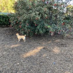 Pacific Street Park - Dogs love to play under and inside this bush/tree
