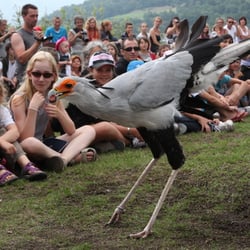 Donjon des Aigles - These birds kills snakes with there feets ! Pretty much like us but better !