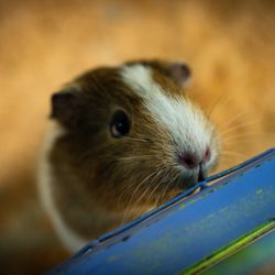 Big Red’s Barn - Guinea Pig
