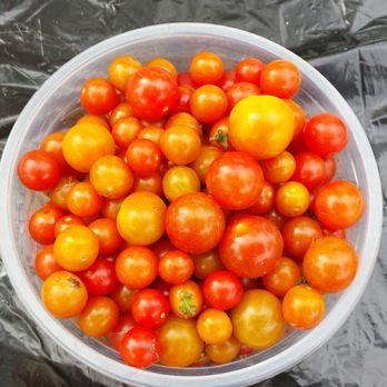 Riverwest Farmers Market - Tiny but very tasty tomatoes. - Farmers Market Near Me - Milwaukee, Wisconsin Riverwest Farmers Market - Tiny but very tasty tomatoes. - Farmers Market Near Me - Milwaukee, Wisconsin