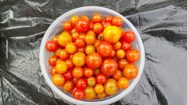 Riverwest Farmers Market by null