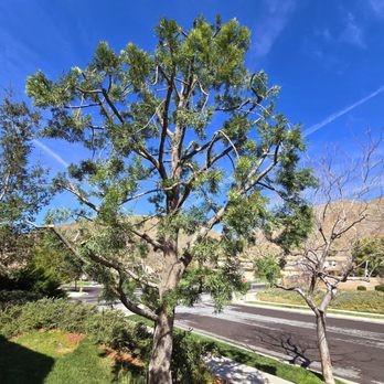 JBS Tree Care - This tree lost weight... - Tree Services Near Me - Pomona, California