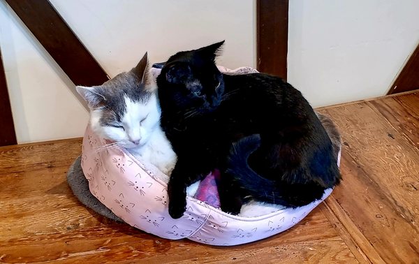 Seattle Meowtropolitan by null