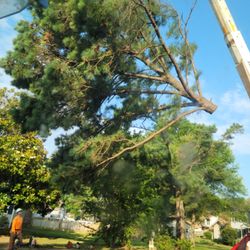 Poquoson Tree And Crane Service