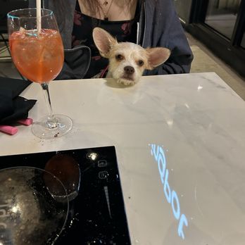 Melting Pot - New Haven - Bunny the dog sitting at the outdoor patio. - Desserts Near Me - New Haven, Connecticut Melting Pot - New Haven - Bunny the dog sitting at the outdoor patio. - Desserts Near Me - New Haven, Connecticut