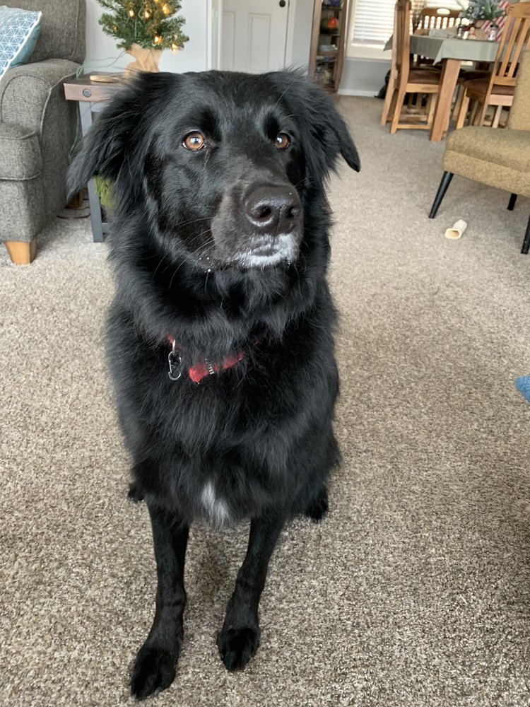 Mobile dog grooming van Mobile dog grooming van