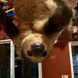 THE SLOTH CENTER AT ZOOLOGICAL WILDLIFE CONSERVATION CENTER - CLOSED
