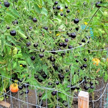 Marymoor Community Gardens - Black tomatoes - Community Gardens Near Me - Redmond, Washington Marymoor Community Gardens - Black tomatoes - Community Gardens Near Me - Redmond, Washington