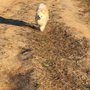 Photo of Shelby Farms Dog Park