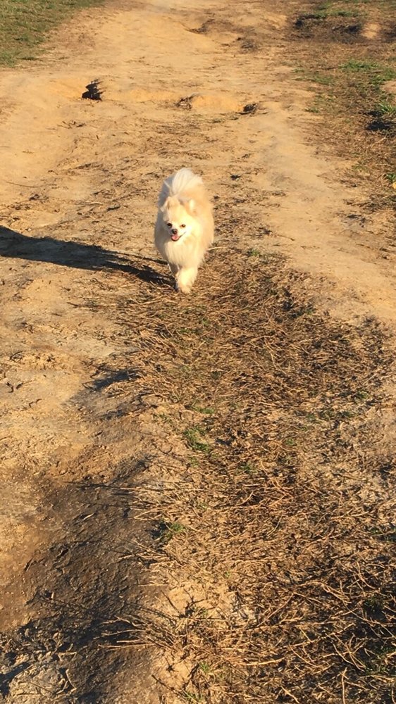 Shelby Farms Dog Park Logo